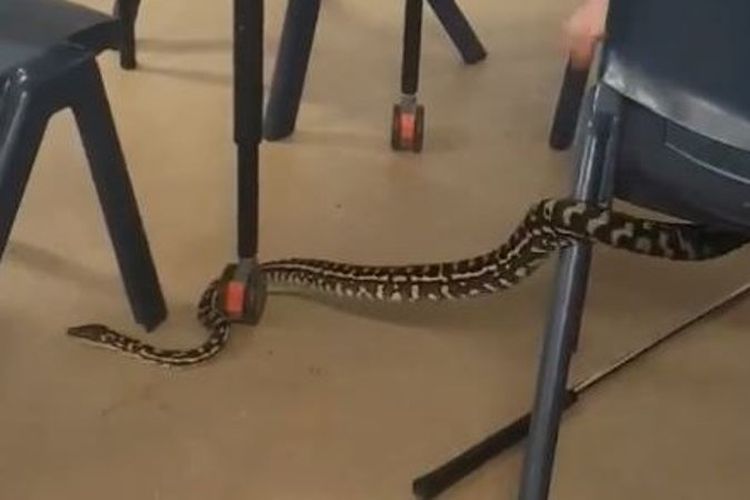  Ular piton masuk ke kelas di Eumundi State School di kawasan Sunshine Coast, Queensland. (Australia Plus)
