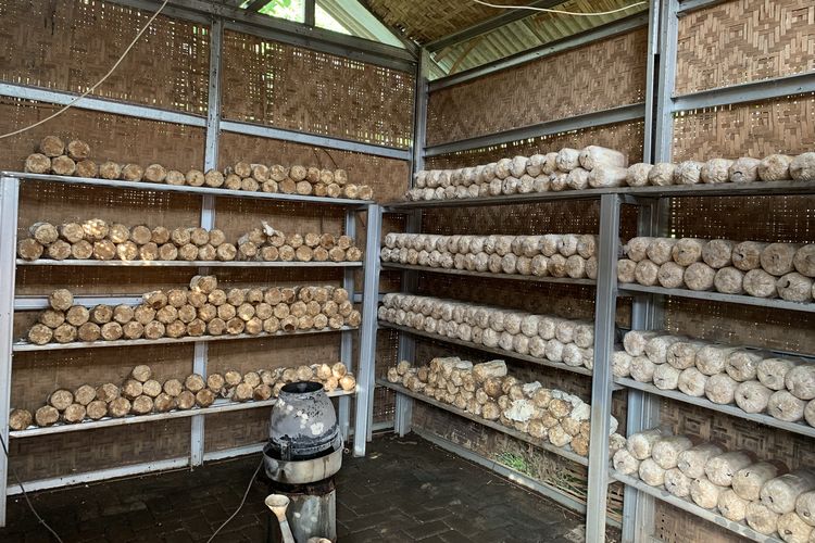 Jamur tiram punya ruang sendiri di Agroeduwisata Ragunan. Tempat budi daya jamur pangan ini terletak di antara pepohonan buah. Berbanding terbalik dengan rumah kaca tanaman hidroponik, jamur tiram justru tumbuh di rumah jamur berdinding anyaman bambu (kumbung).
