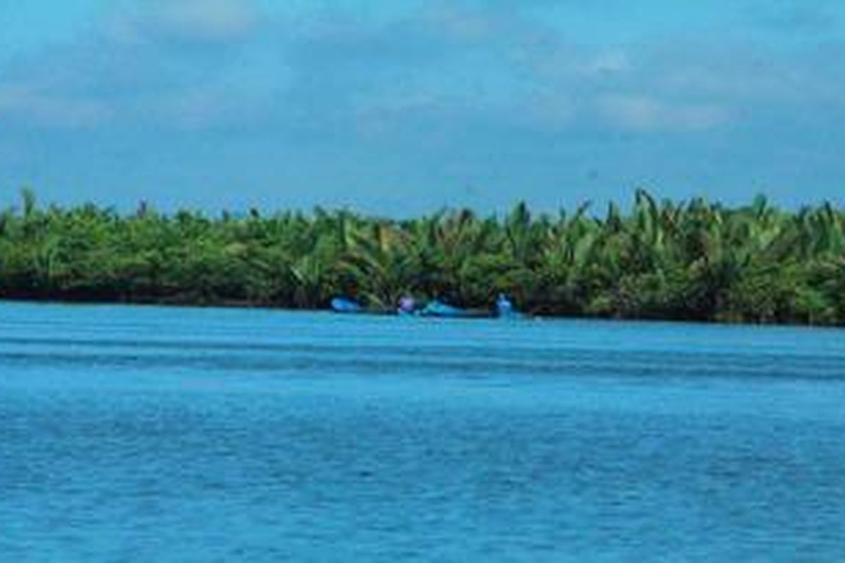 Perahu warga melintas di hamparan hutan mangrove yang sudah mulai rusak di kawasan laguna Segara Anakan, Kabupaten Cilacap, Jawa Tengah, Rabu (17/4/2013). Kerusakan terlihat dari dominasi vegetasi pohon nipah (Nypa fruticans) yang mendesak ekosistem mangrove yang tersisa. Kerusakan dipicu perubahan lingkungan dari payau menjadi daratan akibat sedimentasi. Kerusakan hutan mangrove di kawasan Laguna Segara Anakan semakin meluas. Jika pada 2011, dari 8.495 hektar mangrove yang tersisa, sekitar 4.000 hektar di antaranya rusak, kini areal kerusakannya meluas menjadi 6.000 hektar. 
