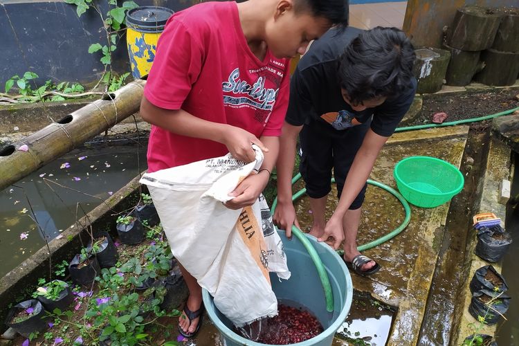 Siswa Sekolah Pakis, Dusun Pesawahan, Desa Gununglurah, Kecamatan Cilongok, Kabupaten Banyumas, Jawa Tengah, membersihkan kopi yang baru dipanen.