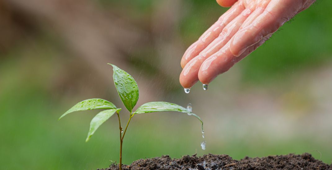 Manfaat air bagi tumbuhan