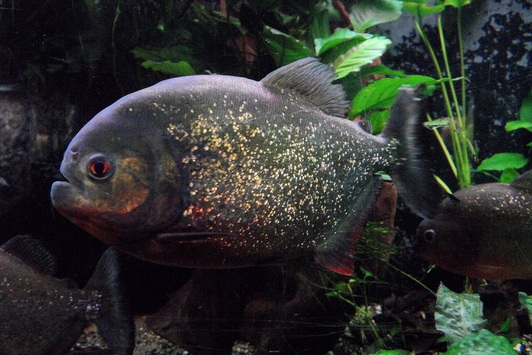 Ilustrasi ikan piranha.