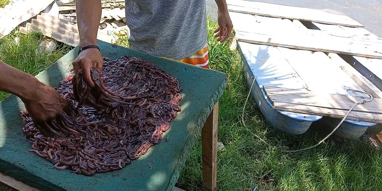 Dua orang warga sedang memisahkan cacing laut yang ditangkap dari airnya. Dalam sehari, sejak pagi hingga siang per orang bisa mendapatkan cacing laut sedikitnya 3 kg.