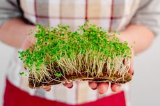 9 Rekomendasi Tanaman yang Dapat Dijadikan Microgreens