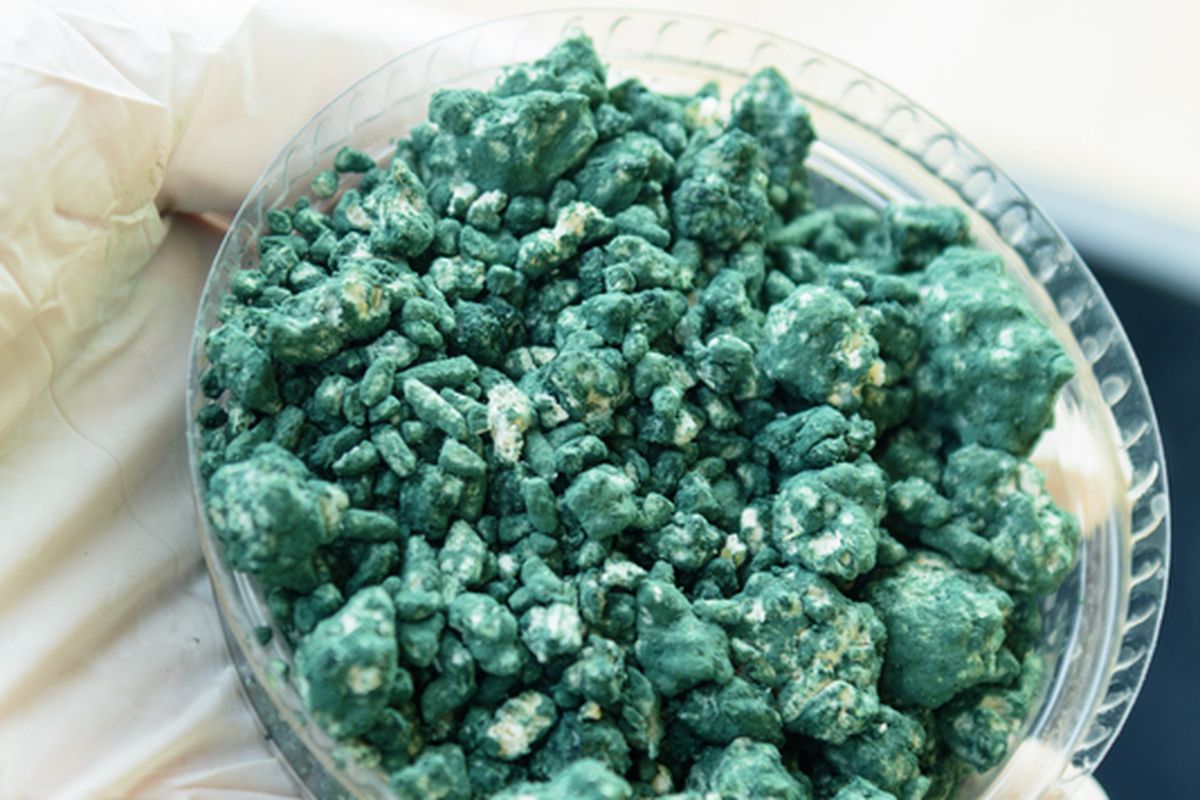 Ilustrasi Trichoderma sp sebagai pupuk organik dan pestisida alami untuk tanaman.