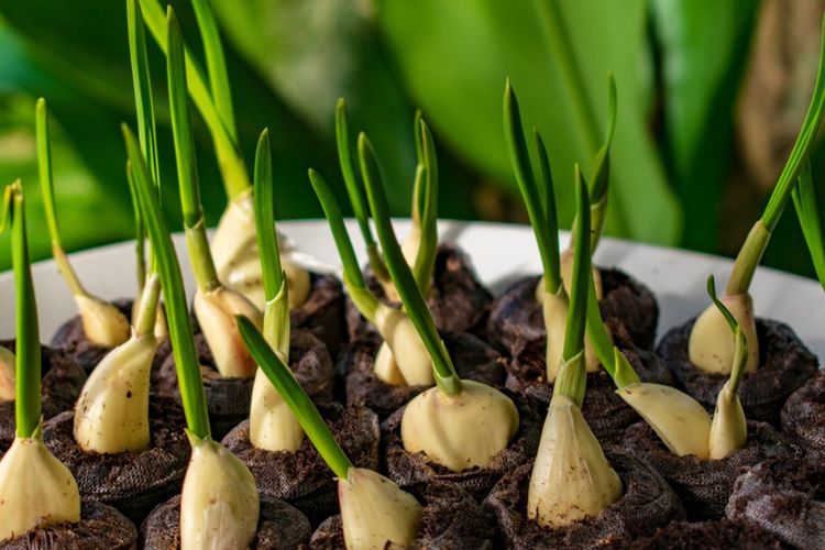 Jangan Anggap Sampah, 5 Sisa Sayur Bisa Ditanam Ulang di Air