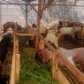 Cerita Penjual Hewan Kurban di Kota Batu, Beri Vitamin untuk Kambing