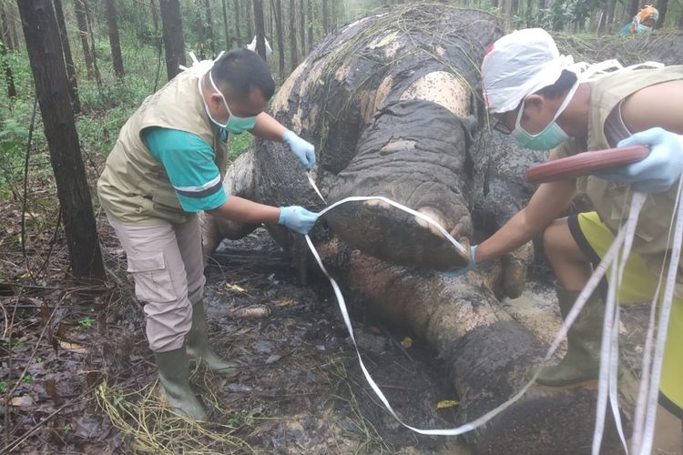 Tim medis BBKSDA Riau melakukan nekropsi bangkai gajah yang ditemukan mati di areal PT Arara Abadi di Kabupaten Bengkalis, Riau, Selasa (19/11/2019).