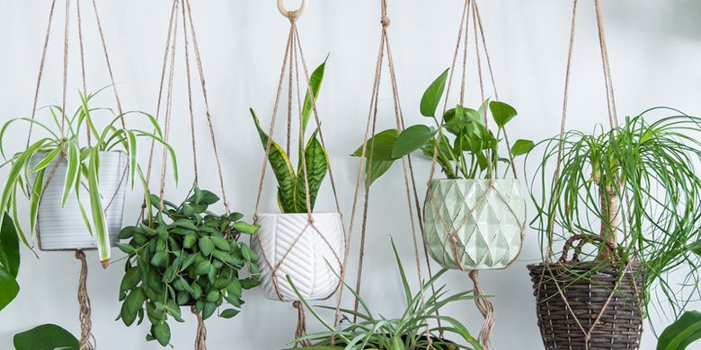 Want to Put Hanging Plants in the House?  This is the guide page all