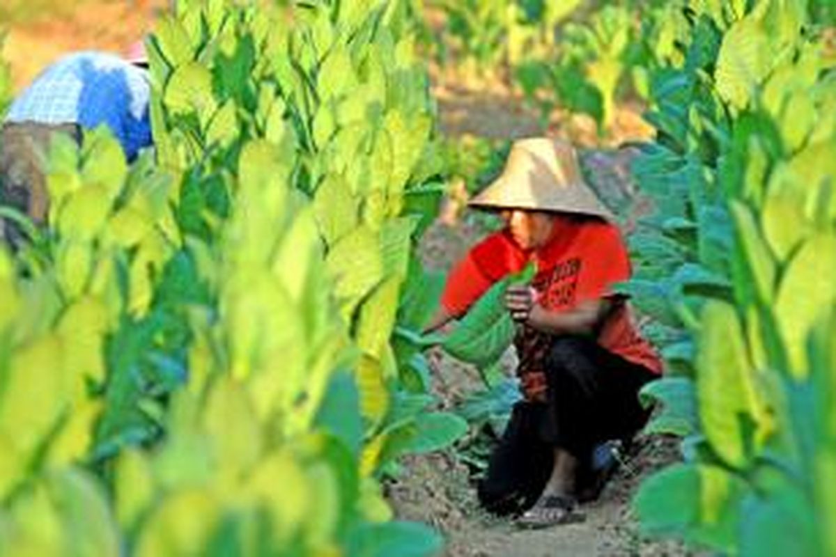 Petani di Desa Bujur Barat, Kecamatan Batumarmar, Pamekasan, sedang memanen tembakau. Tahun ini meskipun harga tembakau mahal, petani mengaku tetap rugi karena faktor anomali cuaca. 