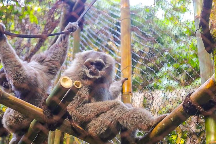 Sepasang owa jawa bernama Ukong dan Gomeh akan berada di kandang habituasi Gunung Puntang sekitar empat bulan dimulai sejak lima hari yang lalu Selasa (28/7/2020).