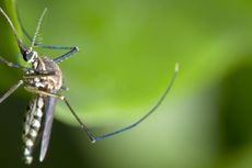 Menkes Bagikan Kelambu Insektisida untuk Hindari Nyamuk Malaria