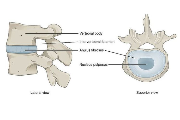 Tampilan lateral dan superior diskus invertebralis, sendi kaku yang menghubungkan ruas-ruas tulang belakang