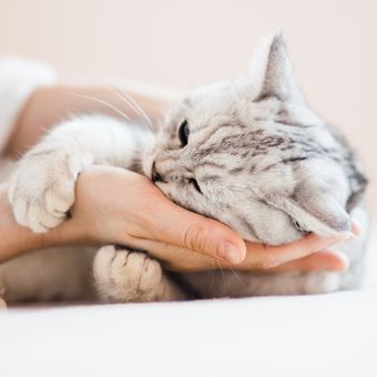 Ada beberapa penyebab mengapa tubuh kucing berbau tak enak.