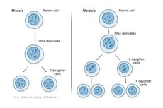 Reproduksi Sel: Tujuan dan Macamnya