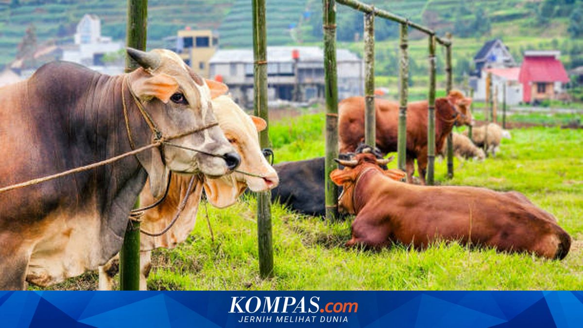 Importir China Bersedia Bayar Premium untuk Daging Sapi Bebas Deforestasi