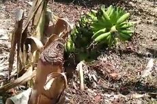 Viral, Video Pohon Pisang Ditebang Masih Bisa Berbuah di Demak, Ini Kata Dinas Pertanian 