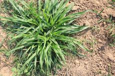 Cara Menanam Rumput Pakchong untuk Pakan Ternak