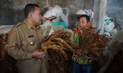 Bupati Arief Rohman Bertekad Kuat Kembangkan Pertanian Tembakau di Blora