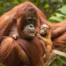 Ancaman Virus Corona Bagi Kehidupan Orangutan di Indonesia