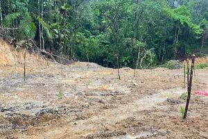 Dugaan Pembalakan Hutan Lindung di Gowa, Polisi Telah Periksa 9 Saksi