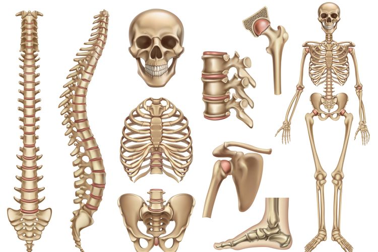 Bagian Dan Jenis Tulang Manusia Halaman All Kompas Com
