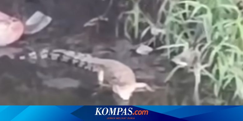 Buaya Muncul di Sungai Surabaya, BPBD Ingatkan Warga untuk Waspada
