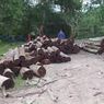 Hutan Lindung di Riau Rusak, Pelaku Mafia Kayu 