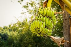 Jangan Asal, Ini Cara Menanam Pisang