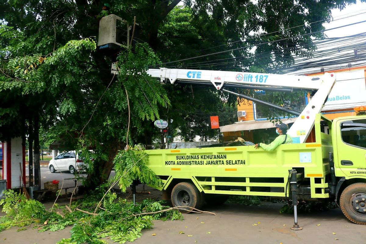 Suku Dinas (Sudin) Pertamanan dan Hutan Kota Jakarta Selatan pangkas 26.600 pohon guna menghindari tumbang saat musim hujan. Sejumlah pohon itu dipangkas itu yang berada di 10 kecamatan wikayah Jakarta Selatan, sepanjang Januari-Desember 2021.