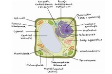 Plastida: Pengertian dan Fungsinya