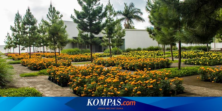 Mengenal Berbagai Tanaman Wangi Di Rumah Atsiri Karanganyar