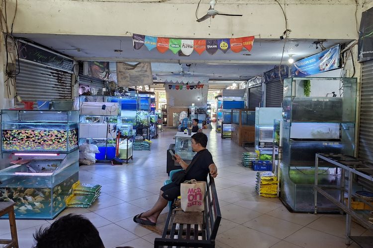 Semangat Baru Hidupkan Lapak, Sentra Ikan Hias Cengkareng Bangkit lewat Kolaborasi