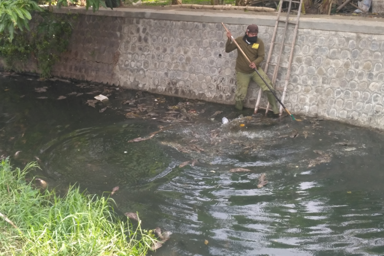 Ribuan bangkai ikan sapu-sapu di Sungai Kresek, Kota Kediri, Sabtu (22/12/2018). 