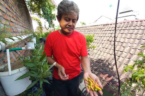 Cerita Petani Kota Tanam Cabai dan Sayuran Lain di Atap Rumah