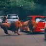 Detik-detik Menegangkan 2 Ekor Singa Berkelahi hingga Seruduk Mobil Pengunjung Taman Safari Prigen