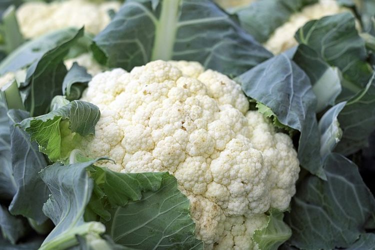 Ilustrasi kembang kol