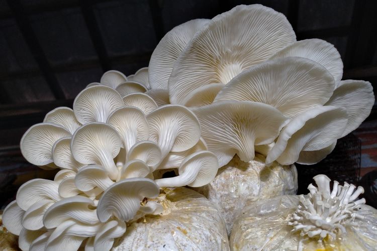 Ilustrasi baglog jamur tiram.