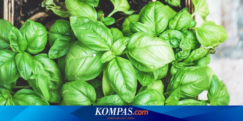 10 Cara Menanam Bayam di Dalam Ruangan agar Tumbuh Subur Setiap Musim