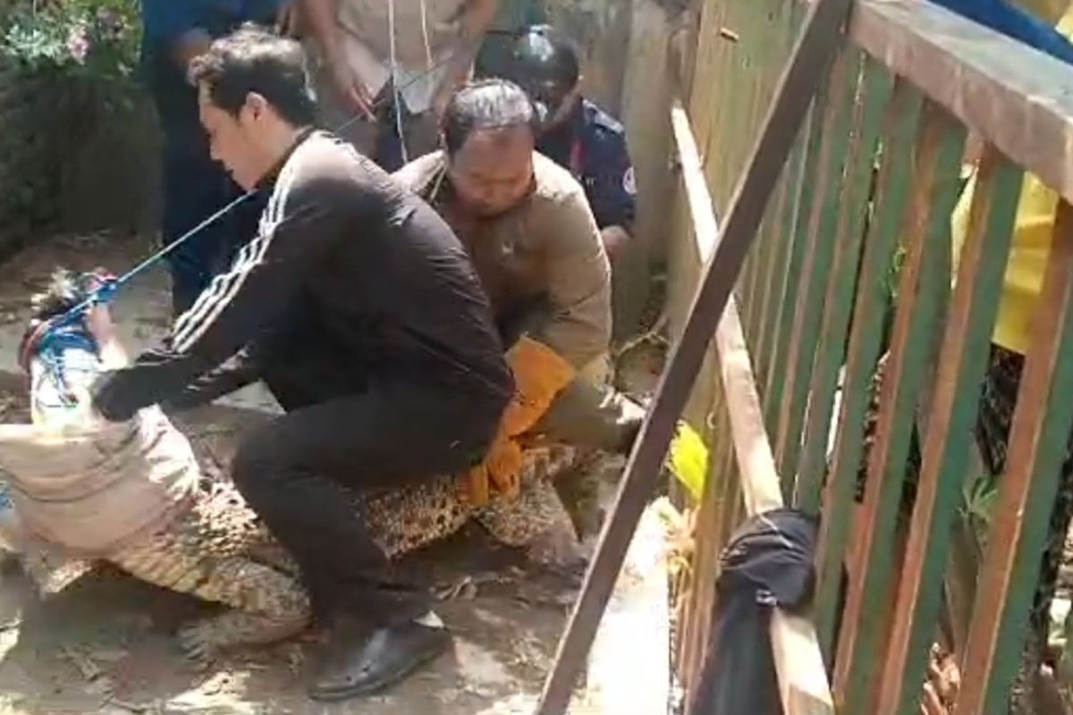 Petugas gabungan BKSDA Cirebon Polsek Gunung Jati, dan Damkar Kabupaten Cirebon, bersama-sama mengevakuasi buaya muara dari rumah warga di Desa Jadimulya, Kecamatan Gunung Jati, Kabupaten Cirebon Jawa Barat, Selasa (25/7/2023)