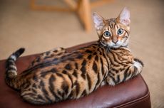 4 Tips Sederhana Merawat Kucing Toyger Kesayangan Anda