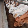 Cegah Wabah PMK Jelang Idul Adha, Holding Pangan BUMN ID Food Awasi Ketat Hewan Ternak