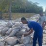 Polisi Amankan 2,5 Ton Pupuk Berisi Bahan Peledak di Pulau Pemana Sikka 