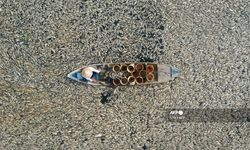 Ratusan Ribu Ikan di Vietnam Mati saat Gelombang Panas