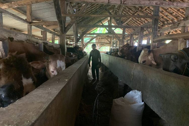 Salah seorang peternak sapi di Desa Cileunyi Wetan, saat memberikan pakan Sapi, Selasa (4/6/2024) para peternak sapi Cileunyi mengakui tahun ini penjuakan sapi mengalami penurunan penjualan