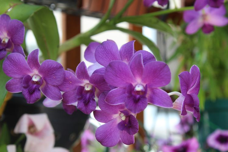 Ilustrasi anggrek dendrobium. 