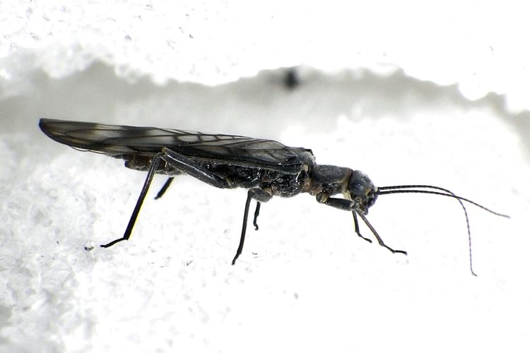 Lalat batu, serangga langka Pegunungan Rocky. Habitat lalat batu yang sebagian besar di lingkungan bersalju dan daerah sungai yang dialiri lelehan gletser yang semakin hilang, mengancam keberlangsungan hidup serangga langka tersebut.
