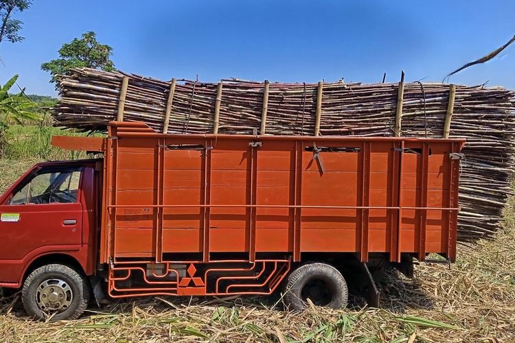 Petani Bondowoso Andalkan Tebu MBS untuk Dongkrak Pendapatan