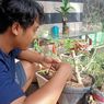 Cerita Warga Banyuwangi Berburu Bonsai, Susuri Medan Terjal hingga Bertemu Ular Berbisa