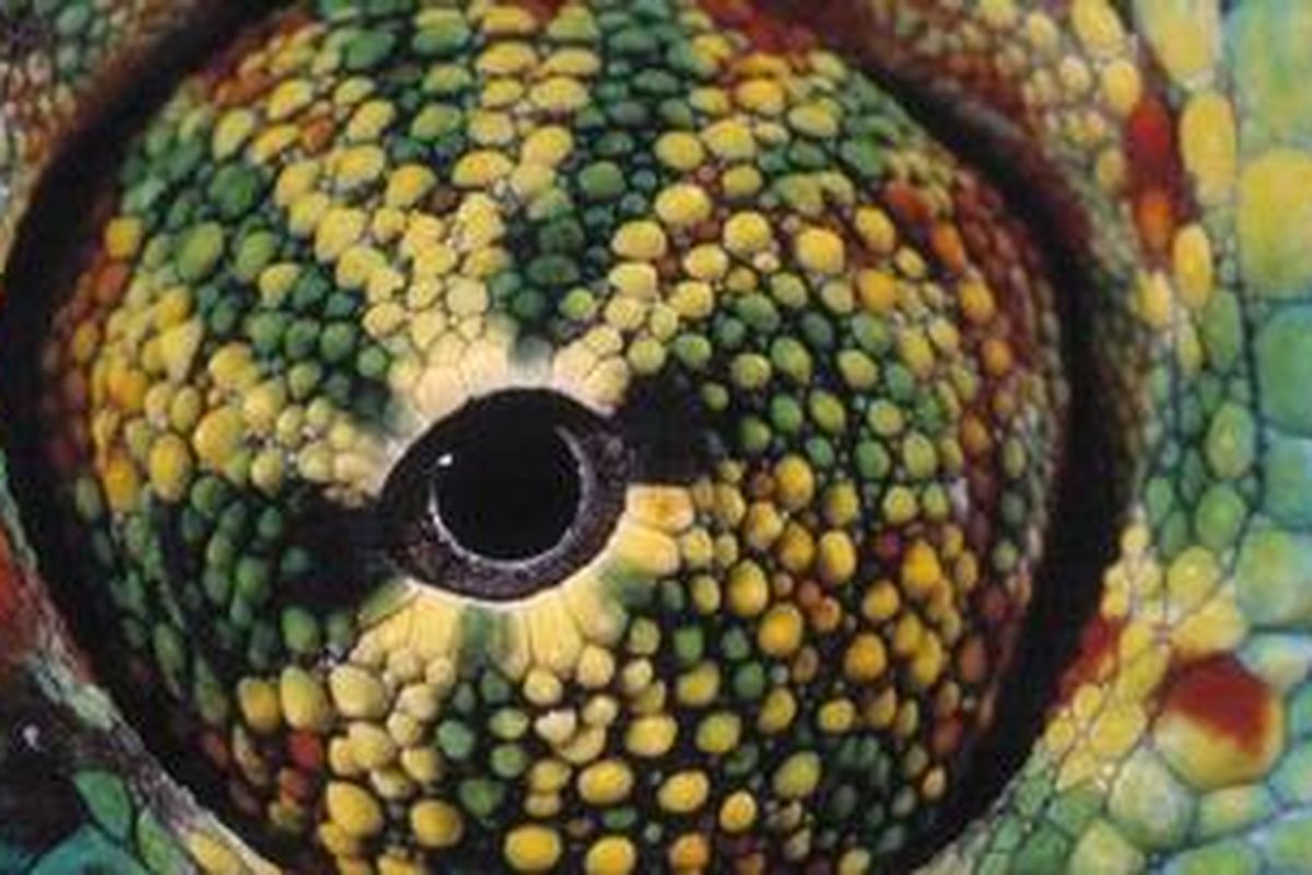Mata sejenis chameleon Phanter yang dipotret Heuclin di hutan Madagaskar. 